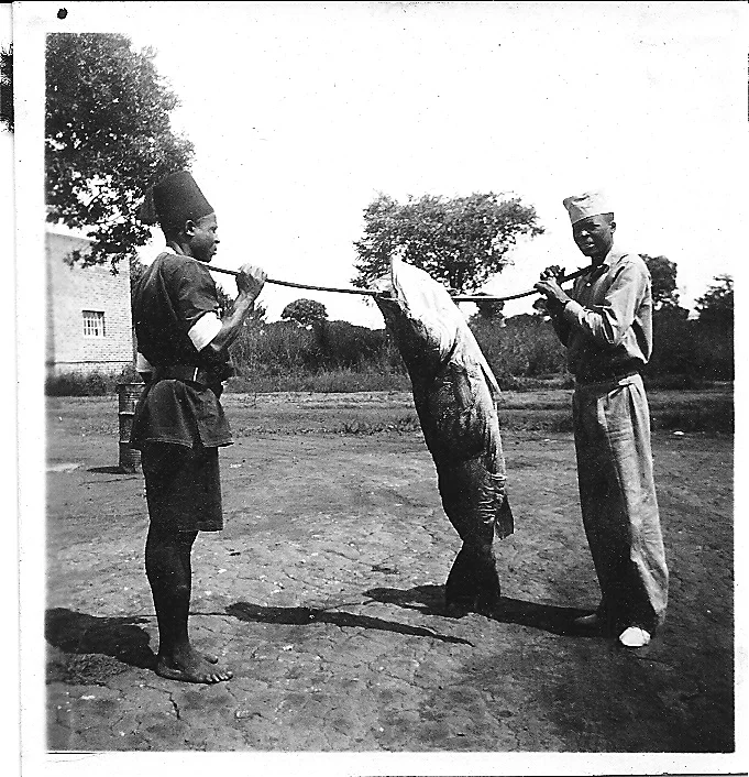 Another good size Nile Perch caught in the 1940s