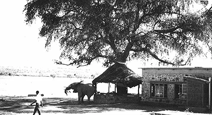 A friendly elephant rubs his backside against the bar at Kasaba Bay