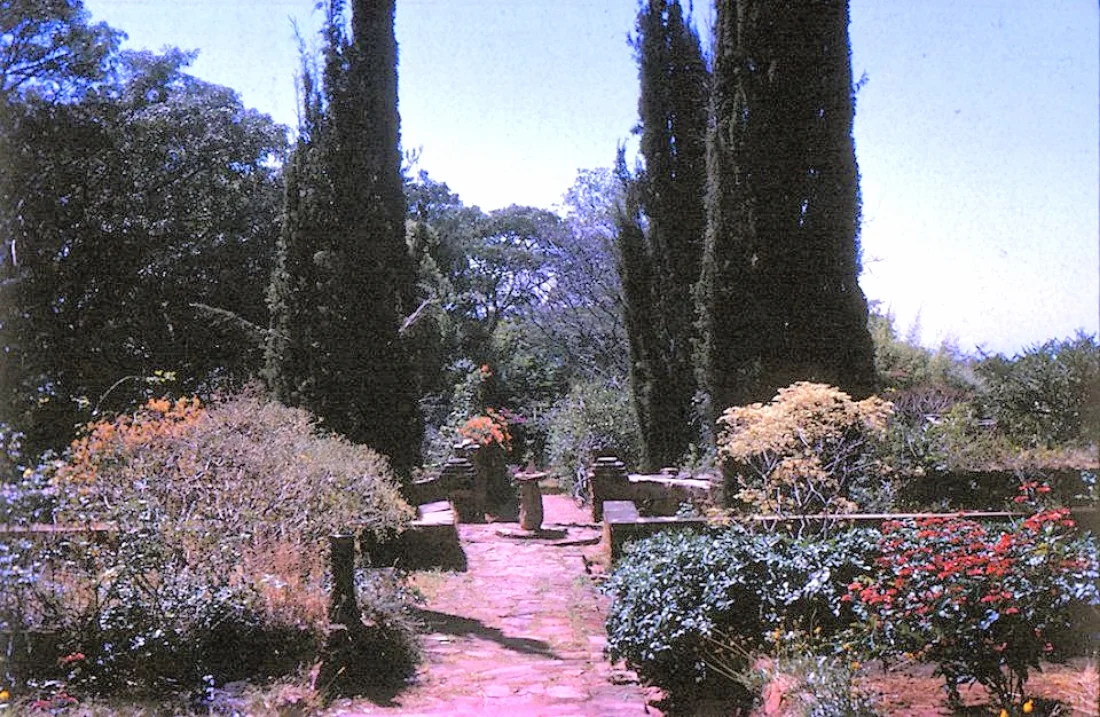 The Italianate garden the Gamwell sisters built at Chilongowelo on the Mpulungu Road. One of the cypress trees developed a fork near the top that spoiled the symmetry. But it was soon corrected by a visiting elephant hunter who blasted of the offending branch. The tree always had a kink thereafter. the hunter was rewarded with a bottle of the Gamwell's own special blend whisky. Photo courtesey Kim Fraser.