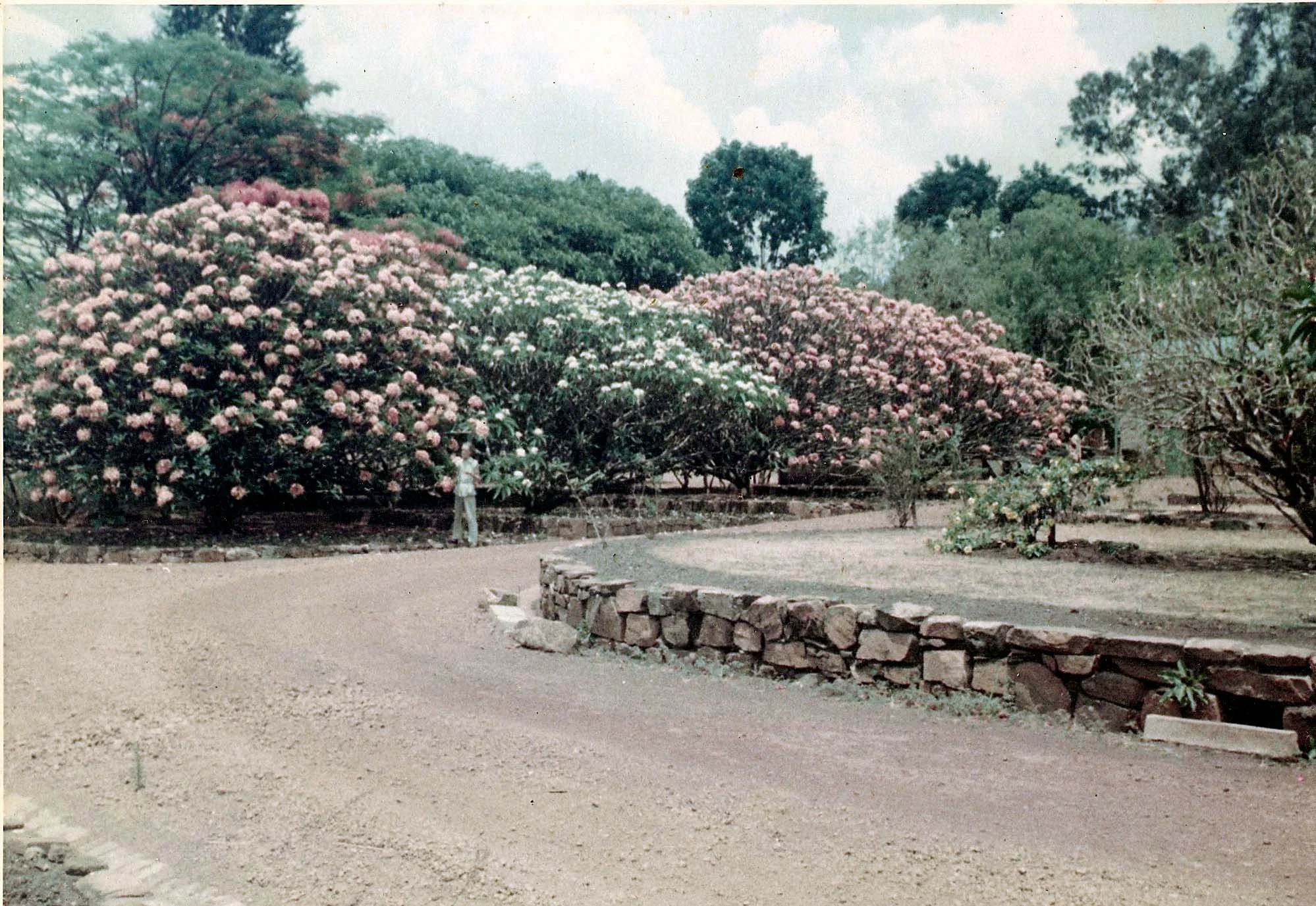 Isanya - the front drive with Elaine Peachy in front of Frangipani in magnificent bloom.
