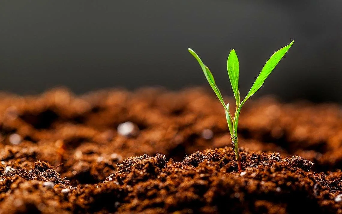 Stock-photo-of-soil-and-sprout__-2.jpg