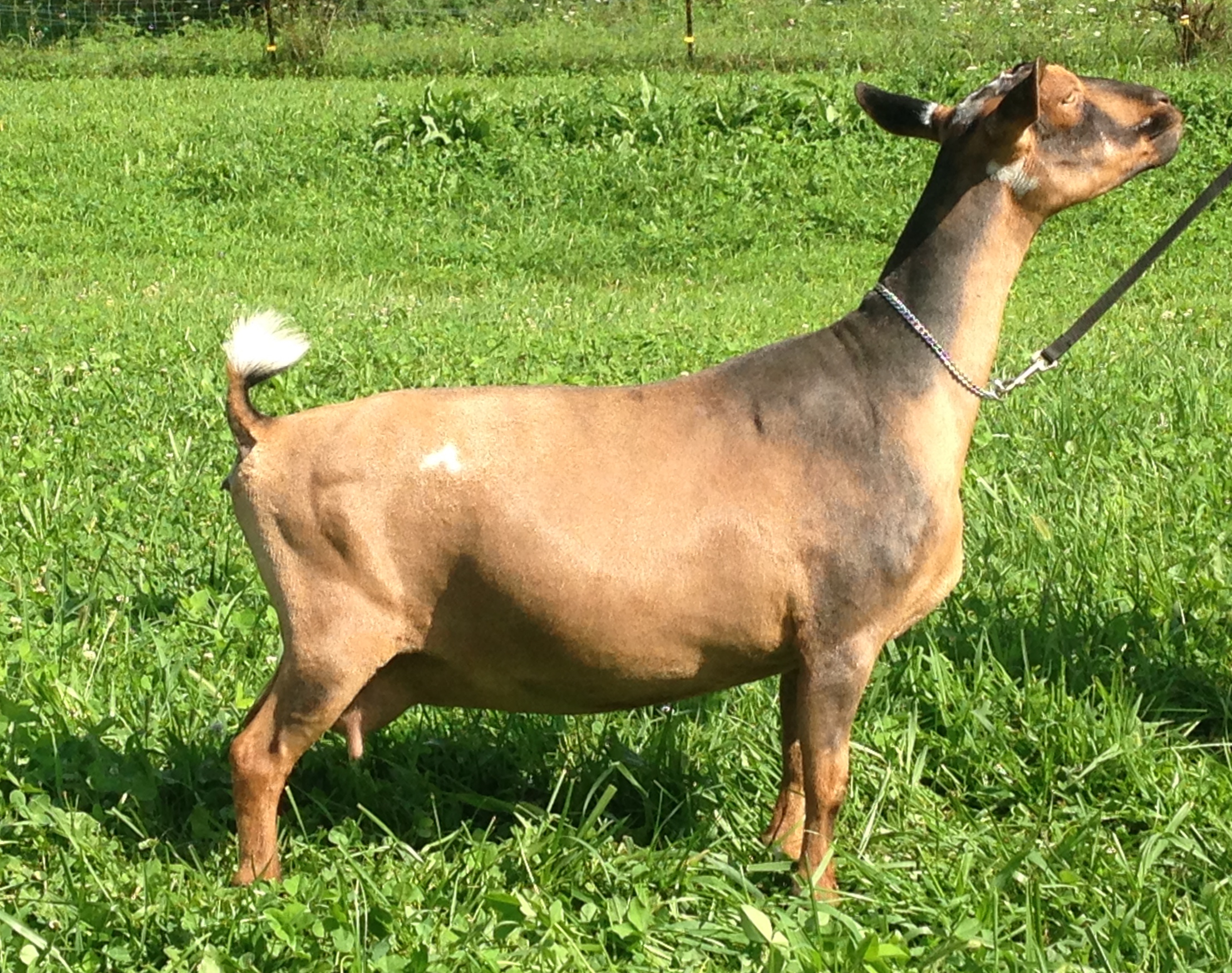 SG Kaapio Acres HH Redemption 1*M 1*DAR VEEE90 2016 ADGA ELITE Doe (photo'd as dry doe) (6/4/10-2/10/19) ADGA ELITE Doe (95% PE) Sire :CH/MCH Kaapio Acres Hot Habanero +B Dam: Rosasharn GX Cinnamon D Superior Genetics BREED LEADER 2012 AGS 1Day Overall Score BREED LEADER 2014 AGS Top 10 1Day: High Milk (Record 8.1#) BREED LEADER 2015 AGS Top 10 Overall Score (108.3 Record), BREED LEADER (T) 2017: Milk Production (6.8#) 2014,16 ADGA Natl Top 10 2013-17 AGS Natl Top 10 305 Day & 1-DayTest (in ALL categories) ANDDA GOLD JuJu Award 2013-2017 2017 ANDDA GRAND & Lifetime Awards (6408#) Dam of 2017 ADGA Elite 99% daughter (FF) & Top 10 AGS 8.1# Milk Test high. Milked 1380# in 305 Days