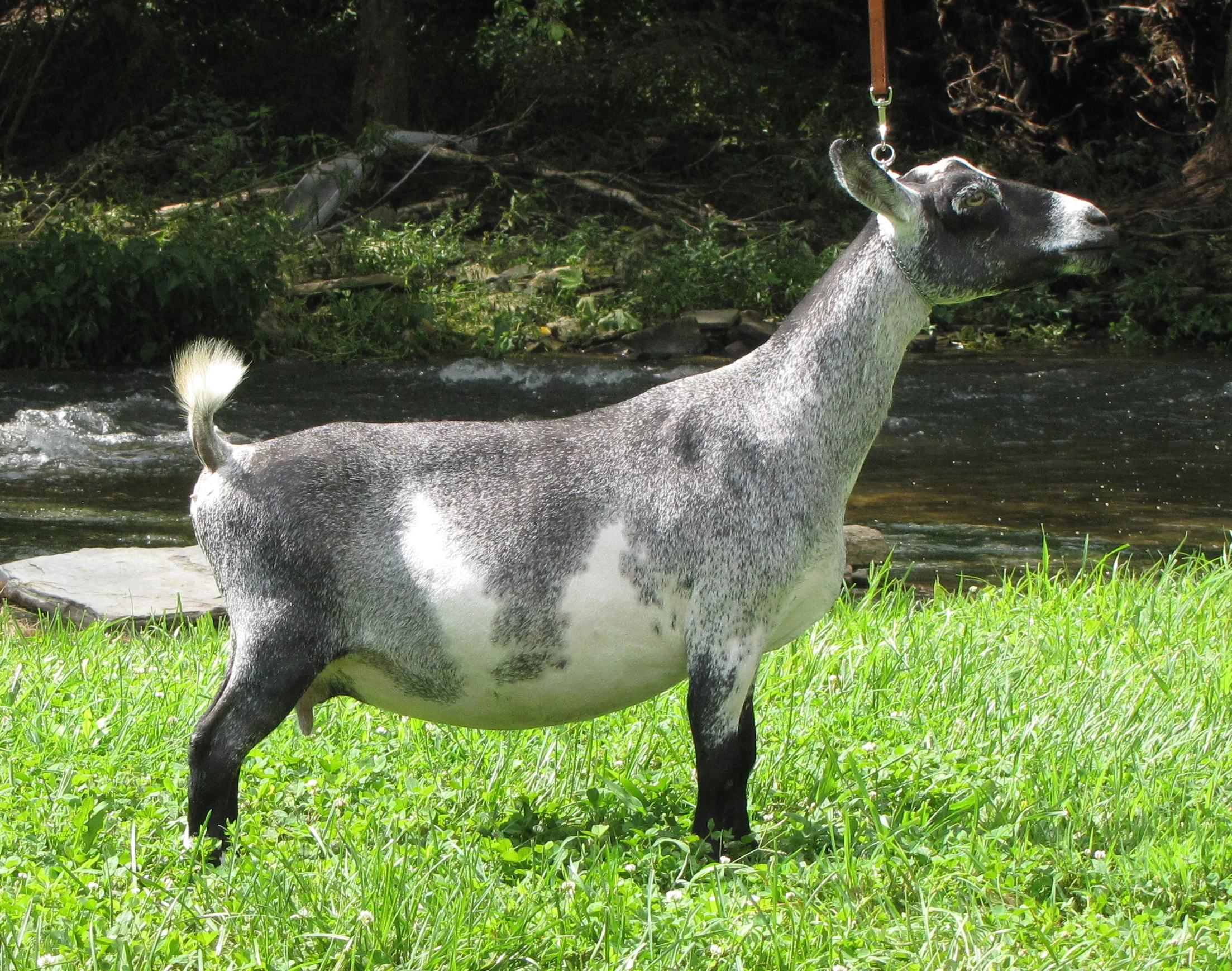 SG Little Tots Estate Allamanda 3*M *DAR EEEE91 (4/1/09) RETIRED ***photo'd as dry doe*** Sire :+B Caesar's Villa LV Eric +*S Dam :MCH/SGCH/PGCH SM3Pines JurEn's Sugar Glider 2*M VEEE90 Superor Genetics ADGA National Top 10 305 Day Test 2013-2014, 2016 AGS National Top 10 305 Day Test (in ALL 3 categories) 2013, '15, '16 AGS Nat'l Top 1 Day Test (in 3 & 4 Categories) 2012-2016 5.3# High on Test Day, Milked 1079# in 305 Days ANDDA GRAND, GOLD JuJu Award 2014-16 (2013:Silver) Dam of SG, AGS Nat'l Top 10 (305) daughter 2016, 2017, 2018 including 2017 Breed Leader Granddam of 3 AGS Top 10 does,