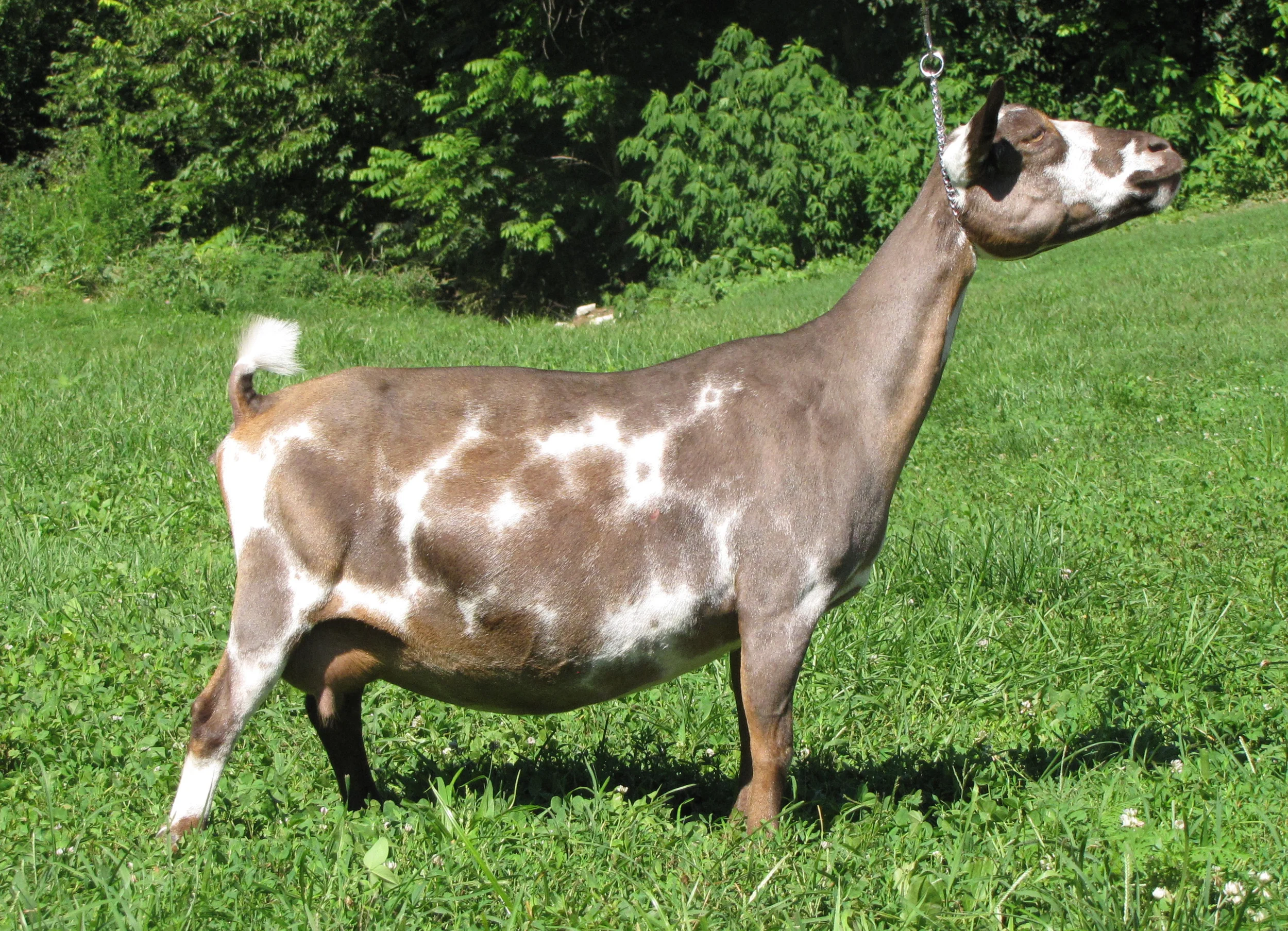 Picture taken 6 hrs before milking, July 2015 (almost 9 yrs old)