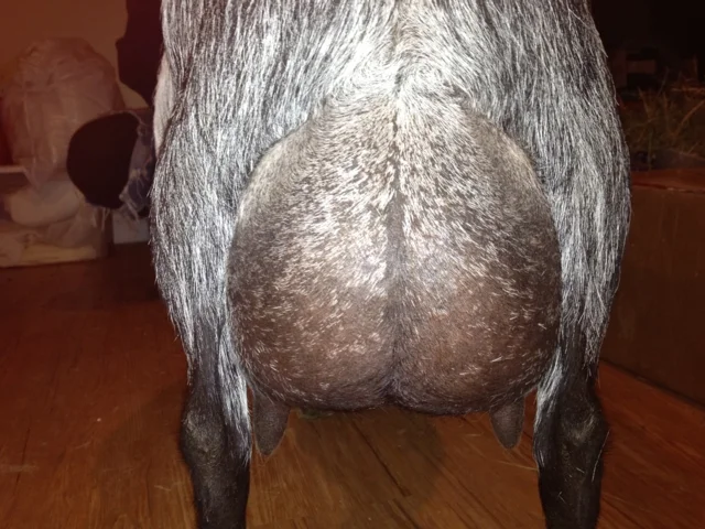 4th Freshening (just before Milk Test)