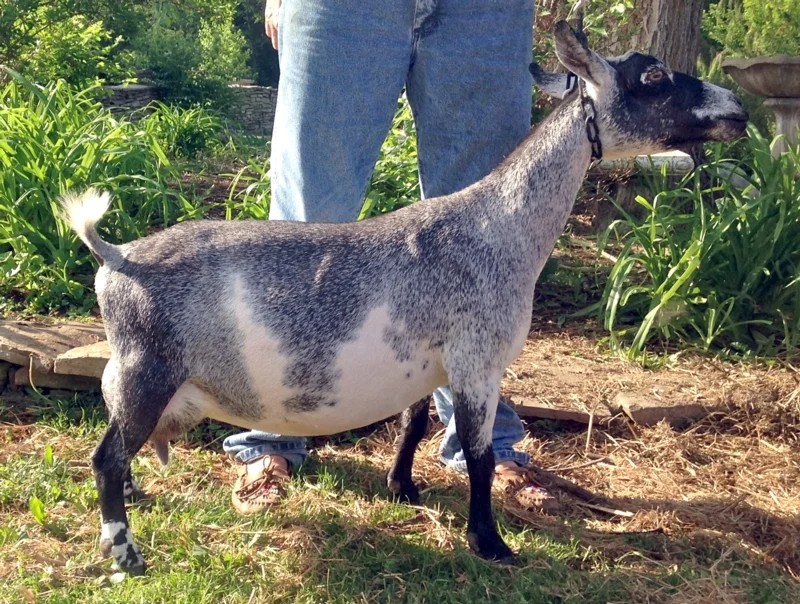 5th Freshening (just before Milk Test)