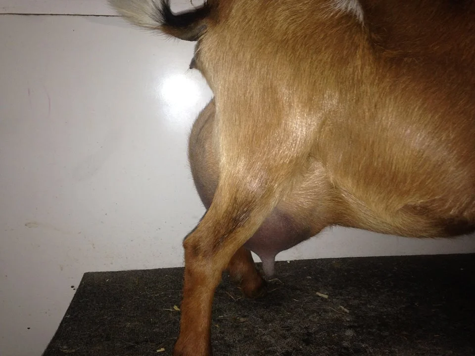  3rd Freshening udder 2014---8.1# on 1Day Test (12 hr fill)