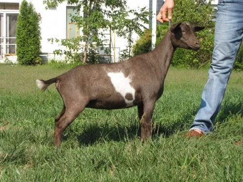 AR AOF AJ's Melanie Wilkes 3*M 4*DAR (photo'd as dry doe) +B Silveraura TH Apple Jack +*S x ARMCH/GCH TwinCreeks DJ Scandal 3*D 2*M VG+89.1 2014 ADGA Nat'l Top 10 Doe AGS Nat'l Top 10 1 Day Test (all 4 categories) 2013-2014 2nd High Score (80.64) & Protein, 3rd Production (5.5#), 4th BF) 5.5# High on Test Day (2014) Milked 1170# in 305 Days ANDDA 2013, 2014 Sue JuJu Bronze & GOLD Award