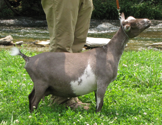 AR CapraKoza BT Imperial Topaz 2*M 3*DAR +VVE85 (Retired) Flat Rocks Blue Topaz+B +S x PGCH Pecan Hollow Black-eyed Susis 1*M 2*DAR 2014 AGS Nat'l Top 10 1Day Test. 3.8# Milk Test high 785# (305)