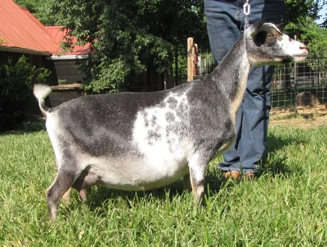 PGCH Pecan Hollow Black-Eyed Susie 1*M 2*DAR (polled) (Retired) Pecan Hollow Tennesse Waltz x MCH PecanHollow Bluebonnet*D 3x Grand Champion Doe, 1x Best Doe in Show 4# High on Test Day 2013 AGS National Top 1 Day Milk Awards 2012 AGS National Top 10 1Day Milk Test Awards (3x) ANDDA 2013 Sue Rucker Bronze Juju Award