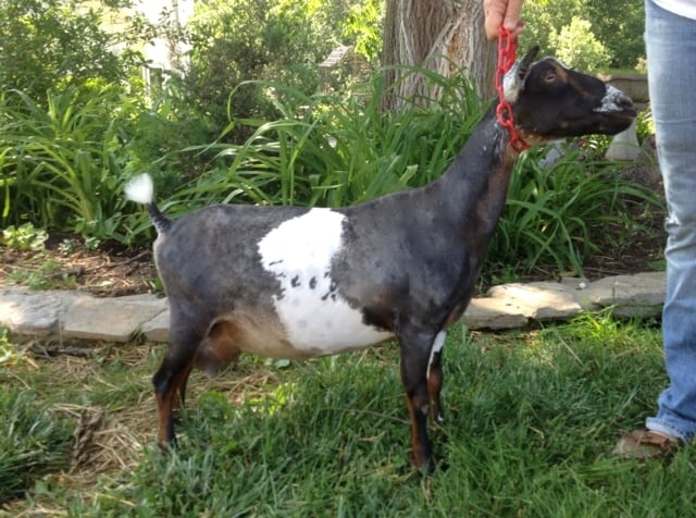 AR Helmstead Minis FF Party Dress 1*M *DAR, ELITE Doe MCH/GCH/PGCH Kids Corral LL Fire Flame +S +B x Helmstead MInis M Dulce As a FF: 2014 AGS Nat'l Top 10 305 2013, 2014 AGS Nat'l Top 10 1 Day Test Awards (in ALL 4 categories) 5.1# High on Test Day (Score: 73.48) Milked 950# in 305 Days ANDDA 2013 Sue Rucker Silver JuJu Award