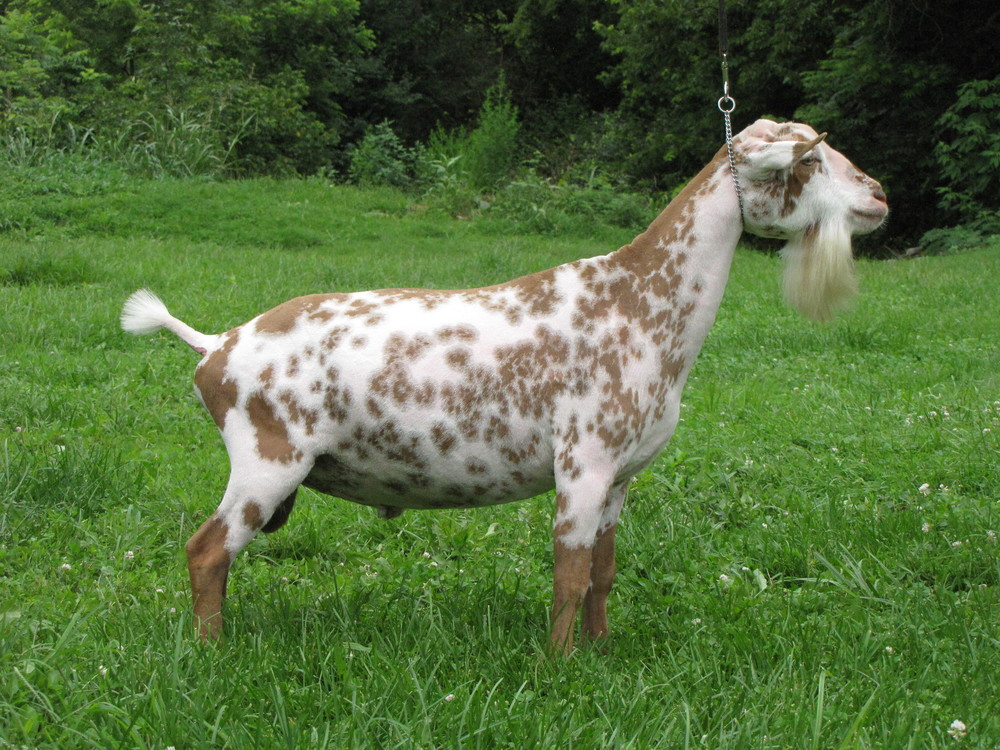 2016 LA EEV90 (pictured as a yearling)