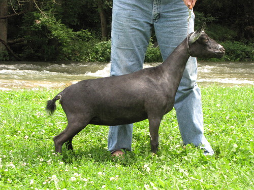 AR Sinai Thunder MD Elouisa 2*M 2*DAR VVVE88 (3/9/14) *B Sinai Thunder Majestic Delight *S x AR Little Tots Estate ST Calista *M *DARVEEV88 3.1# Milk Test High as FF 753# for 305 Days 
