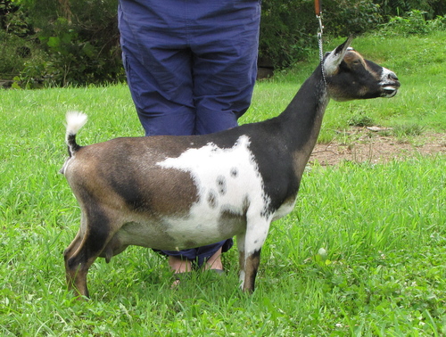 SG Sinai Thunder AG Honor 2*M 2*DAR VEVV85 Sire: ++*B Olson Acres RC Augustine ++*S AR/HS Dam : AR CornerStone Farm MM Charity 1*M *DAR As a FF: AGS National Top 10 Doe (in 3 categories) 2014 4.7# High on 1st Test Day Milked 1020# in 305 Days Production Evaluation: 92% ANDDA JuJu GOLD Award (73#) Production Evaluation: 92%