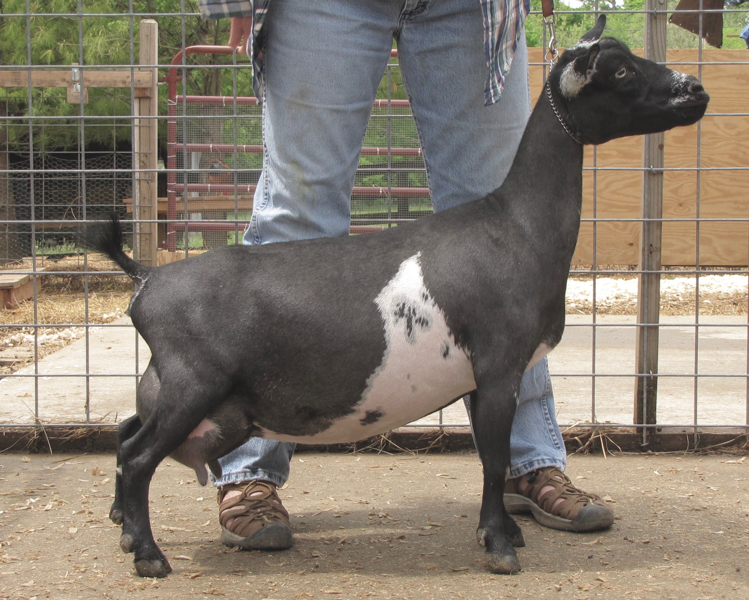 SG Sinai Thunder AG Salvation 4*M 2*DAR +VVE86 (10/26/12) Blue-eyes SOLD Sire: ++*B Olson Acres RC Augustine ++*S AR/HS Dam: SG Little Tots Estate Allamanda 3*M *DAR EEEE91 2017 AGS National Top 10: 305 & 1Day High Test 4.4# Milked 1000#+ in 305 Days (both lactations) 2016 ANDDA GOLD JuJu Award Dam of ADGA ELITE daughter