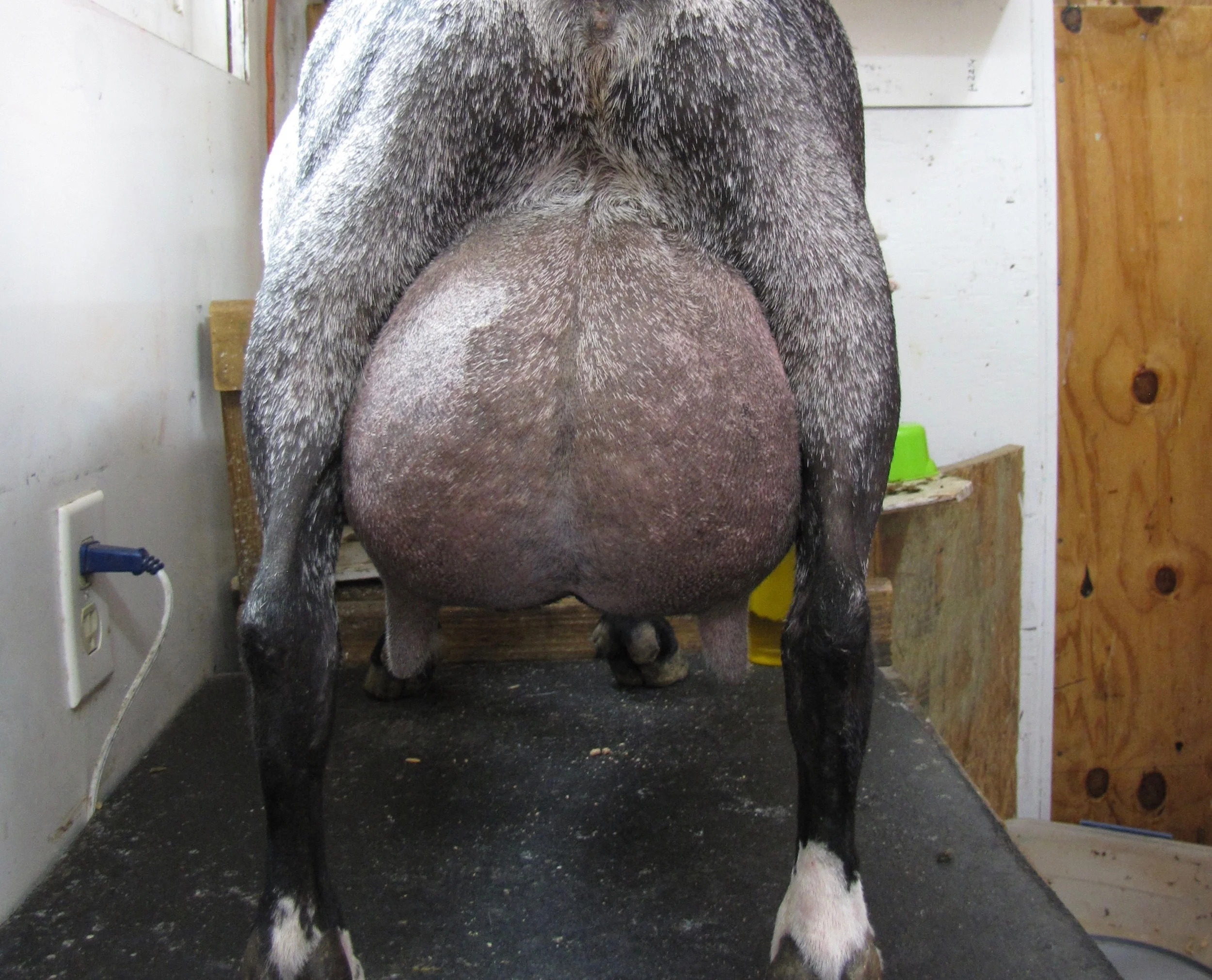 6th Freshening (just before Milk Test)