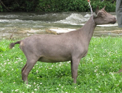 pictured as a dry yearling