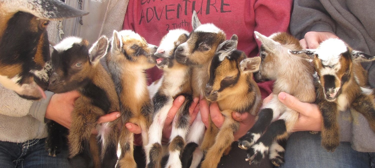 Goodie & her Sensational Seven L-R: Bells-n-Whistles*B, GoodnessGracious, Heart-n-Soul*B, Tried-n-True*B, Goodie-two-shoes, Peaches-n-Cream, and Love-n-Kindess. Sired by Little Tots Estate Bellissimo *B