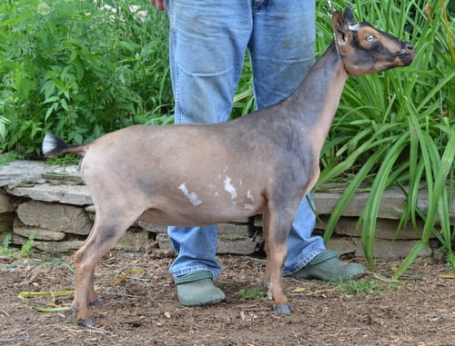 AR Sinai Thunder A Queen of Sheba 2*M 2*DAR (Blue-eyes) (Deceased) ++*B Olson Acres RC Augustine ++*S AR/HS x SG Kaapio Acres HH Redemption *M *DAR VEEE90, 2016 ADGA Elite Doe 4.1# Milk Test High In 133 Days, Milked 570#, 40# BF, 93% PE