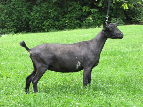 AR Sinai Thunder Zion's Beryl Star 3*M 3*DAR VVEE87 (6/8/14) SOLD *B Sinai Thunder Zion's Victory *S x AR CapraKoza BT Ruby Tuesday 2*M 2*DAR, AGS Top 10 3.7# Milk Test High as FF 760# for 305 Days
