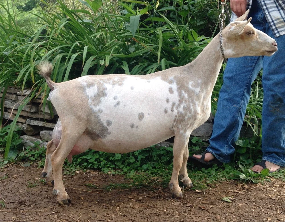 SG Sinai Thunder AG Patience 2*M 2*DAR VEEV89 (6/7/12) Sire: ++*B Olson Acres RC Augustine ++*S AR/HS Dam : SG CornerStone Farm MM Charity 1*M *DAR EEEV90 Elite BREED LEADER 2017 AGS Top 10 Overall Score (121.73-Record), & High Milk Production (6.8#) AGS National Top 10 Doe 2nd Place BF (9.9%) 2014, 8th 2015, 3rd 2016 (10.4%) 6.8# MilkTest high Milked 1250#-105# BF-57# in 305 Days ANDDA JuJu GOLD 2016 ( DHIR in progress )