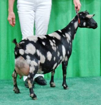 Isabella won SUPREME Udder at NAILE 2016 (Best udder over all breeds)