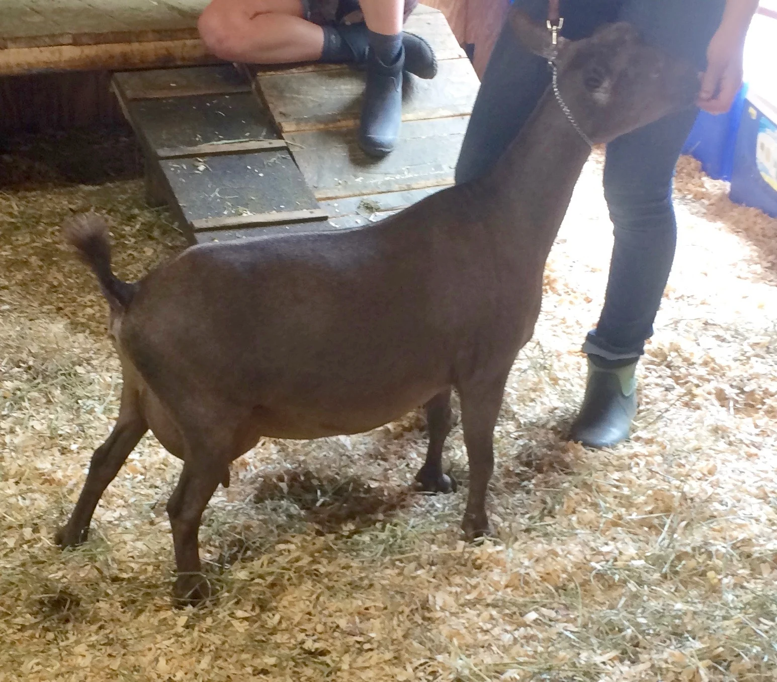 SG Sinai Thunder AG Comet 2*M 2*DAR, 89VG+ 3/14/14 2017 ADGA Elite Doe (95% PE) ++*B Olson Acres RC Augustine ++*S AR/HSAR x SG Little Tots Estate ST Kowkab *M *DAR AGS Top 10, 94%PE Superior Genetics, Elite 2018 AGS Natl Top 10 (305 all 3 categories) #2 Protein, #3 Production: 1456#). 2017 (all 3 Categories) 2018, 2017 AGS Nat’l Top 10 1DAY Test #2 Overall Score 2016-2018 ANDDA JuJu GOLD Dam of SG/ELITE daughter 6.2# Milk Test High, BF High: 9.7% @ 6 mos Fresh, Milked 1456# for 305 as 2nd F,