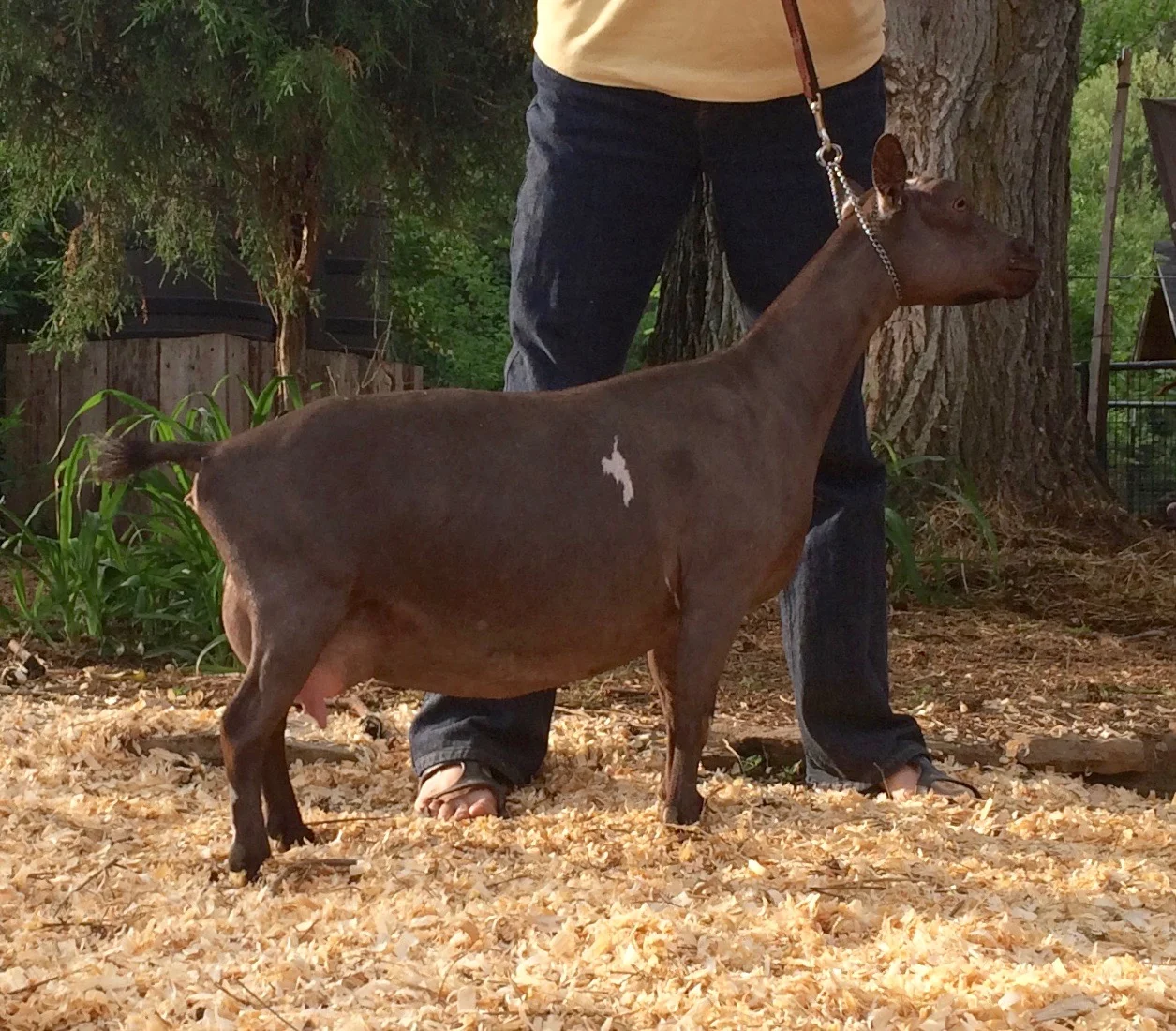 Sinai Thunder St Pat Sapphire 3*M 4*DAR 88.4VG 5-27-14 ST V Saint Patrick +*B +*S x AR CapraKoza BT Imperial Topaz 2*M 3*DAR +VVE, Top 10 Doe Milk Test High: 3.3#