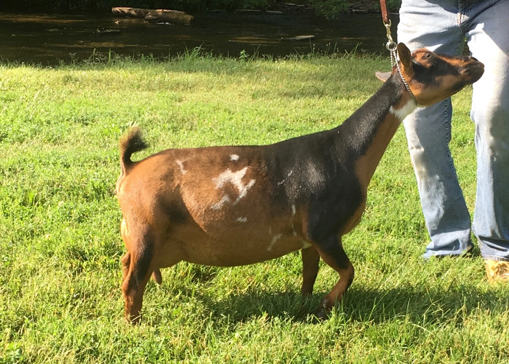July 2017 Milk Test Day (12 hour udder) 3rd Freshening