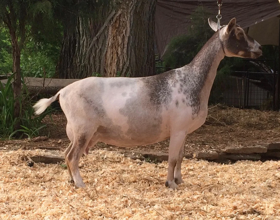 ST Abounding Hope 3*M 2*DAR 10/8/2015 LittleTots Estate Bellissimo *B +S VEE89 x SG LTE Tiqvah 2*M *DAR, E91.3 ADGA Elite, Top 10 AGS/ADGA, 1000# Milker 2017 AGS Natl Top 10 1Day 1295# for 305 (FF) Test High: 3.8# (FF)