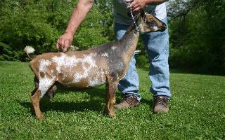 GCH Woodbridge Farm Peridot 2*M *DAR EEEE91 3x GCH, 2x BOB, 2016 Total Performer, 2017 Platinum, Grand, & Gold JuJu, AGS National Top 10 305 & 1 Day Test . 1395#