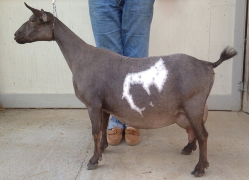 AR CapraKoza TT Schokolade 1*M *DAR VEEV88 (Polled) (8/3/10-9/18/16) Sire :Son Rise Ranch Twilight Thyme Dam: PecanHollow CocoChanell 2x GCH, 1x Best In Show ANDDA All-American 3 Year Old Doe 2013 AGS National Top 10 1Day Test (in 3 categories) 2013-2016 (4-Way Tie for 2nd) in BF at 9.9% 4.7# High on Test Day, Milked 980# in 305 Days ANDDA Sue Rucker GOLD JuJu Award (2013: Silver) Dam of 2014 ANDDA All American Yearling Doe, AGS 2016 BREED LEADER Overall Score (99.07%). All 3 daughters in milk are AGS Top 10, 1000#+ milkers. Dam of ADGA ELITE daughter