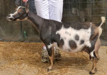 GCH Flat Rocks Vdoo Princess *M *D (Polled) 4x GCH, 2x BOB, 6x RsGCH RETIRED
