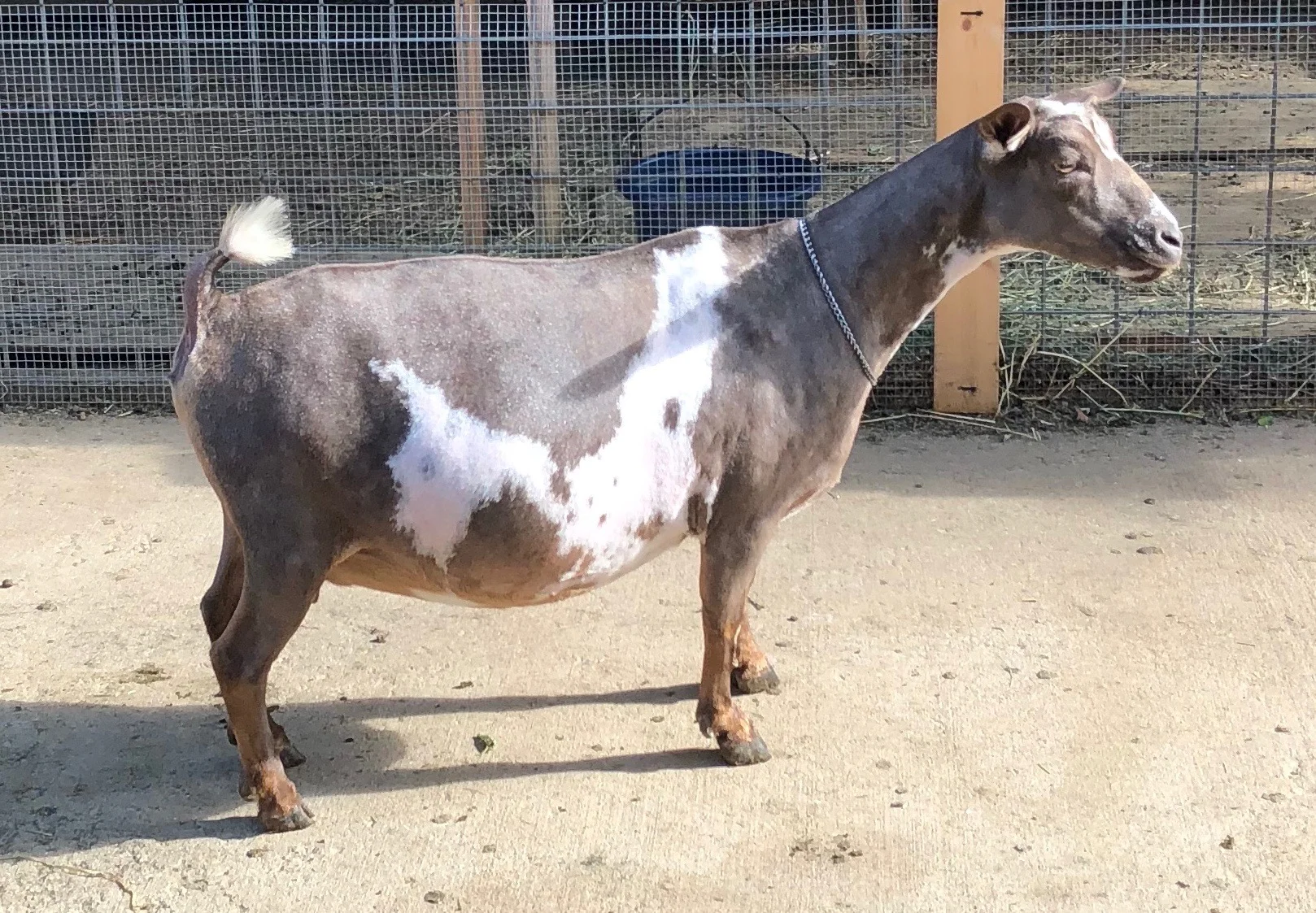7/3/18 Pregnant and dry---and very beautiful.