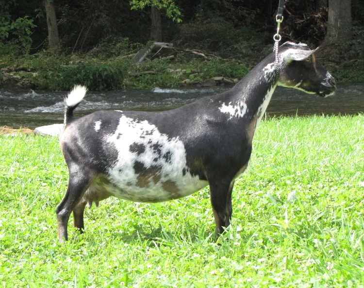 Pictured Dry: Paternal Gdam: Cousy, 1x Best Udder, 3x Breed Leader AGS Top 10 Milkers