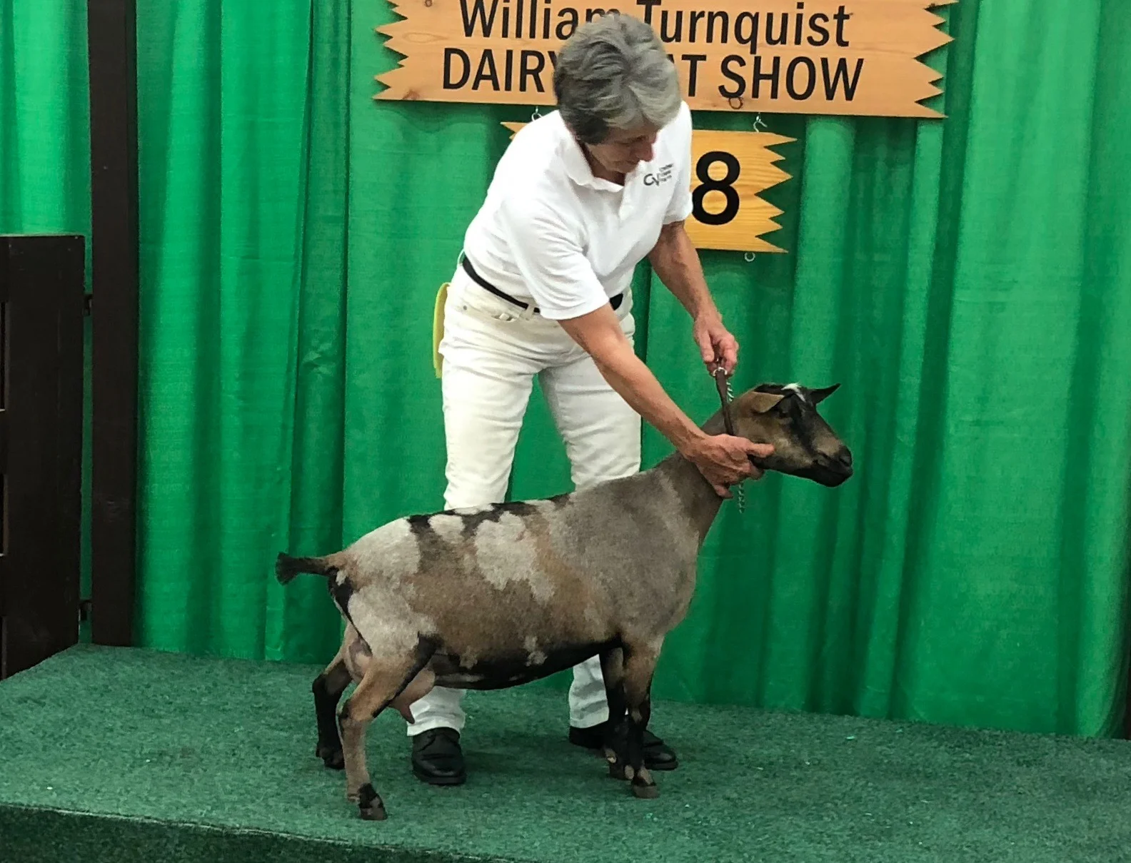 Oliver’s litter sister SG Cedar View Olga 5*M, ADGA Elite Doe, 1100#+ Milker, 5.9# Milk Test High. Photo taken during NAILE— 10/18