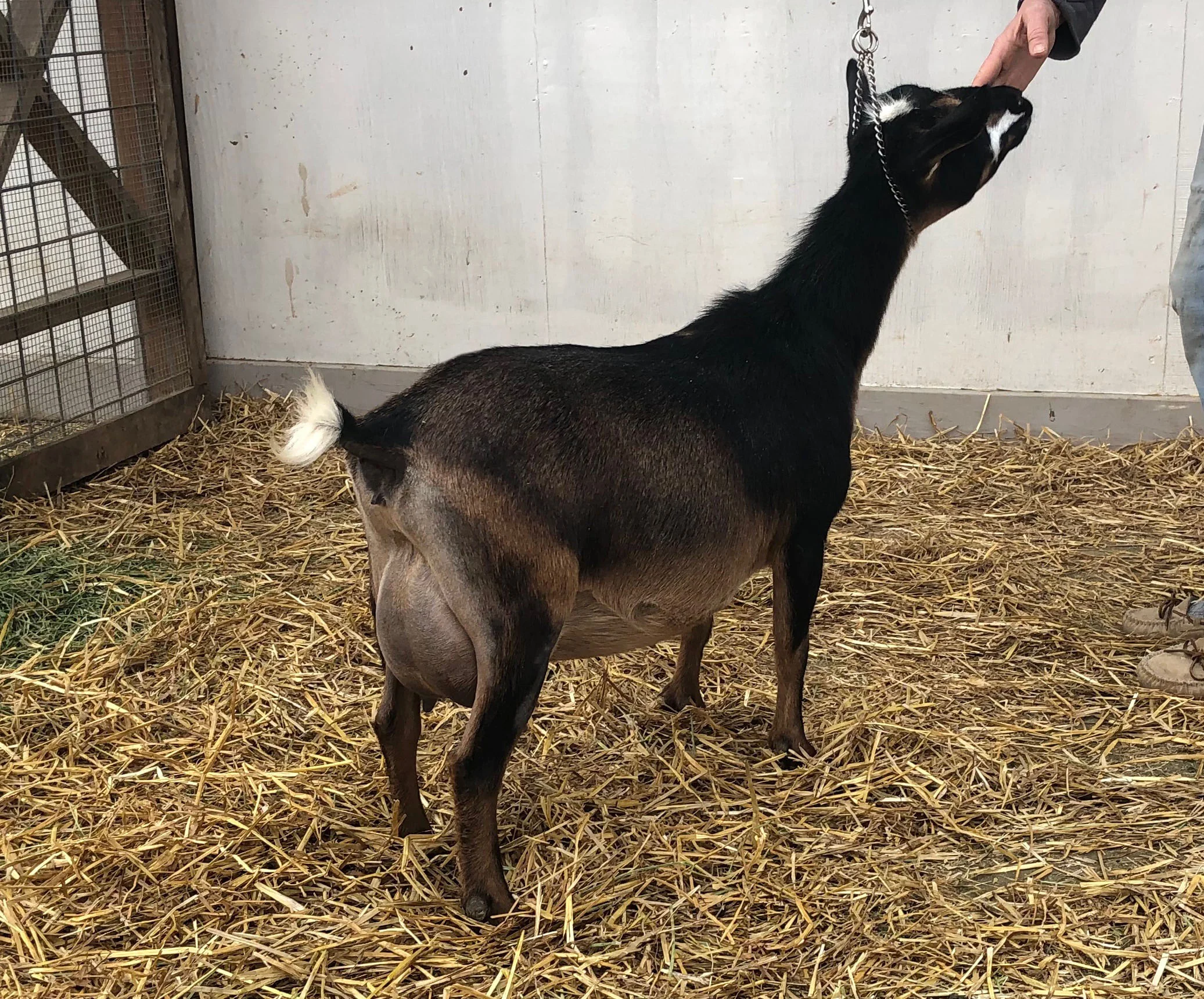 Myra (MyRedeemer Lives 2*M 2*D) milked 4.5# on her 1st Milk Test, as a FF. (deceased)