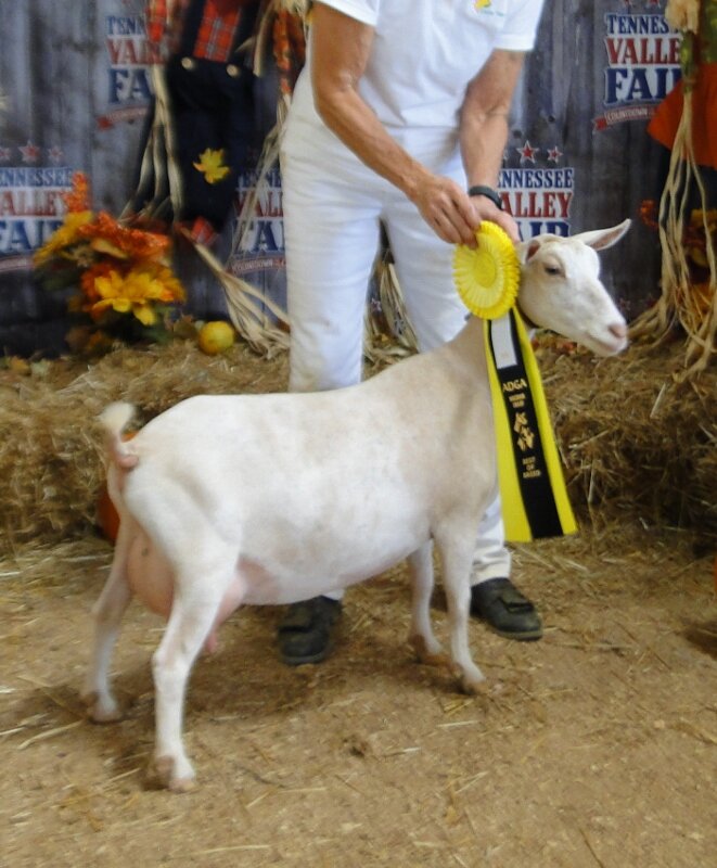 GCH Cedar View Cassimiracola 4*M VVEE89