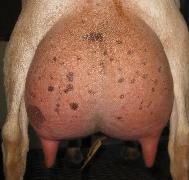 Cassimiracola (2017 Milk Test 12 hour fill)