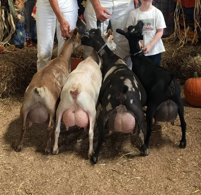 2016 TN Valley Fair First Place Dairy Herd (Roma, Cassimiracola, Heleena, and Beyonce)
