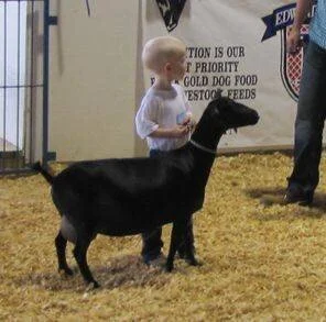 Neyland & Little Tots Estate Helianthus 2*M (Helianthus won 2x GCH, 1x BOB, and sadly died from Renal Failure the following year.