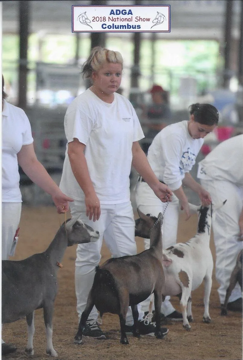 GCH Cedar View Tatianna 3*M VEEE 90, 4x GCH, 2x BIS, 15th place 3YO, 18 Nationals