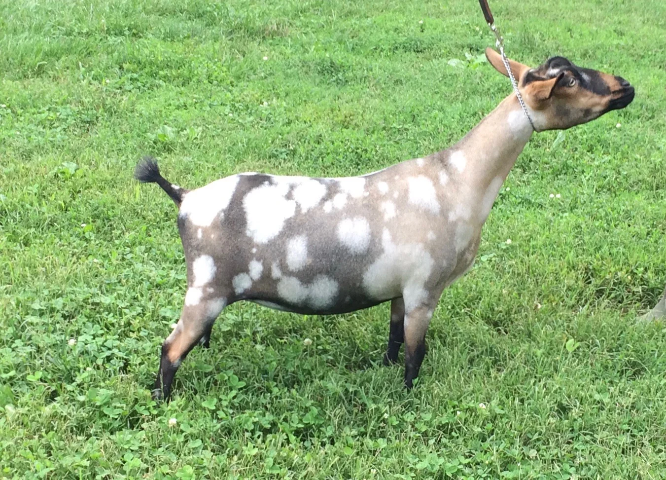 Cassie as a Dry Yearling