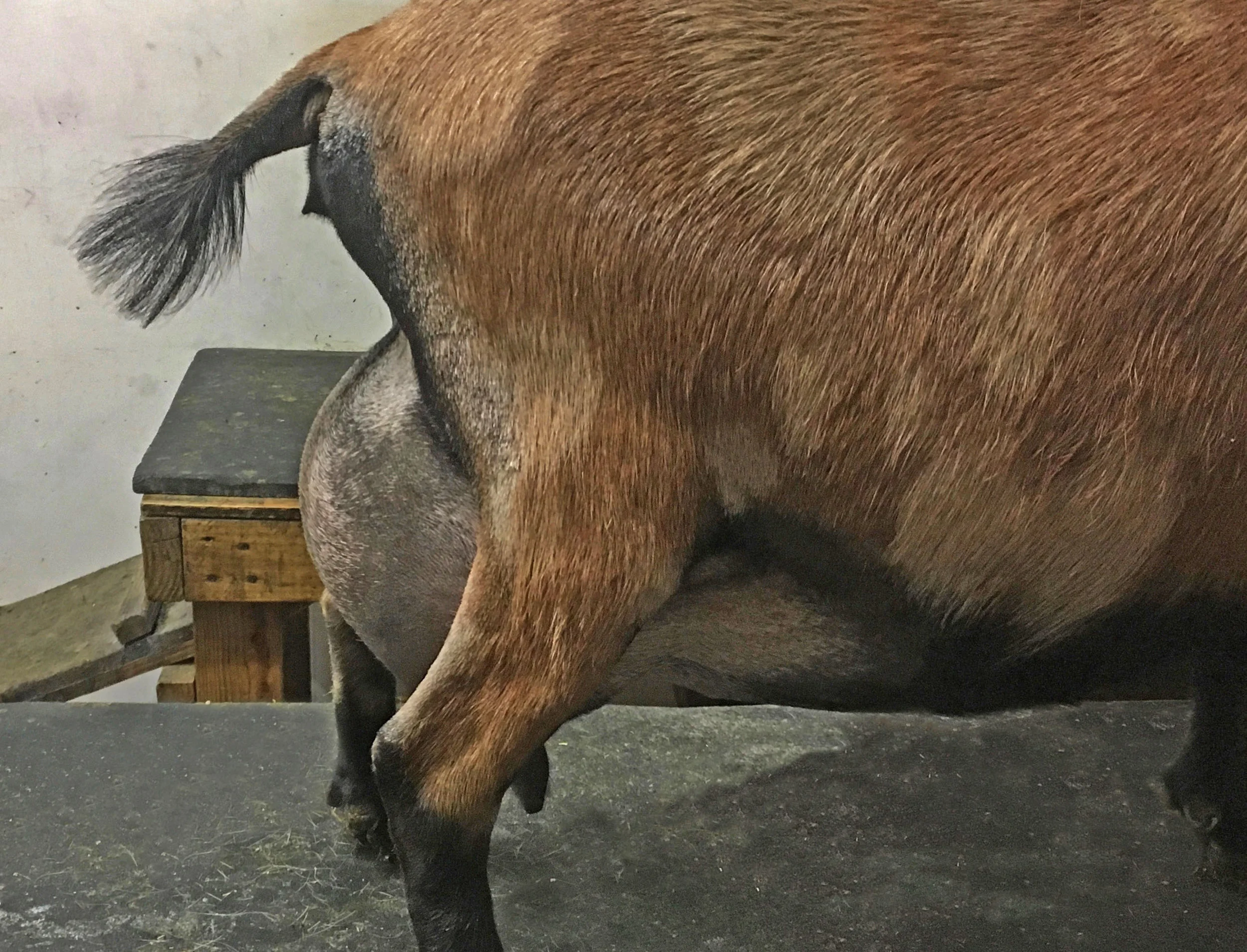 Side/Rear pix: Cassie Milk Test (12 hr) FF