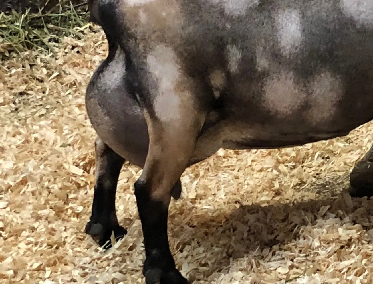Side/Rear pix: Cassie Classification 4/19
