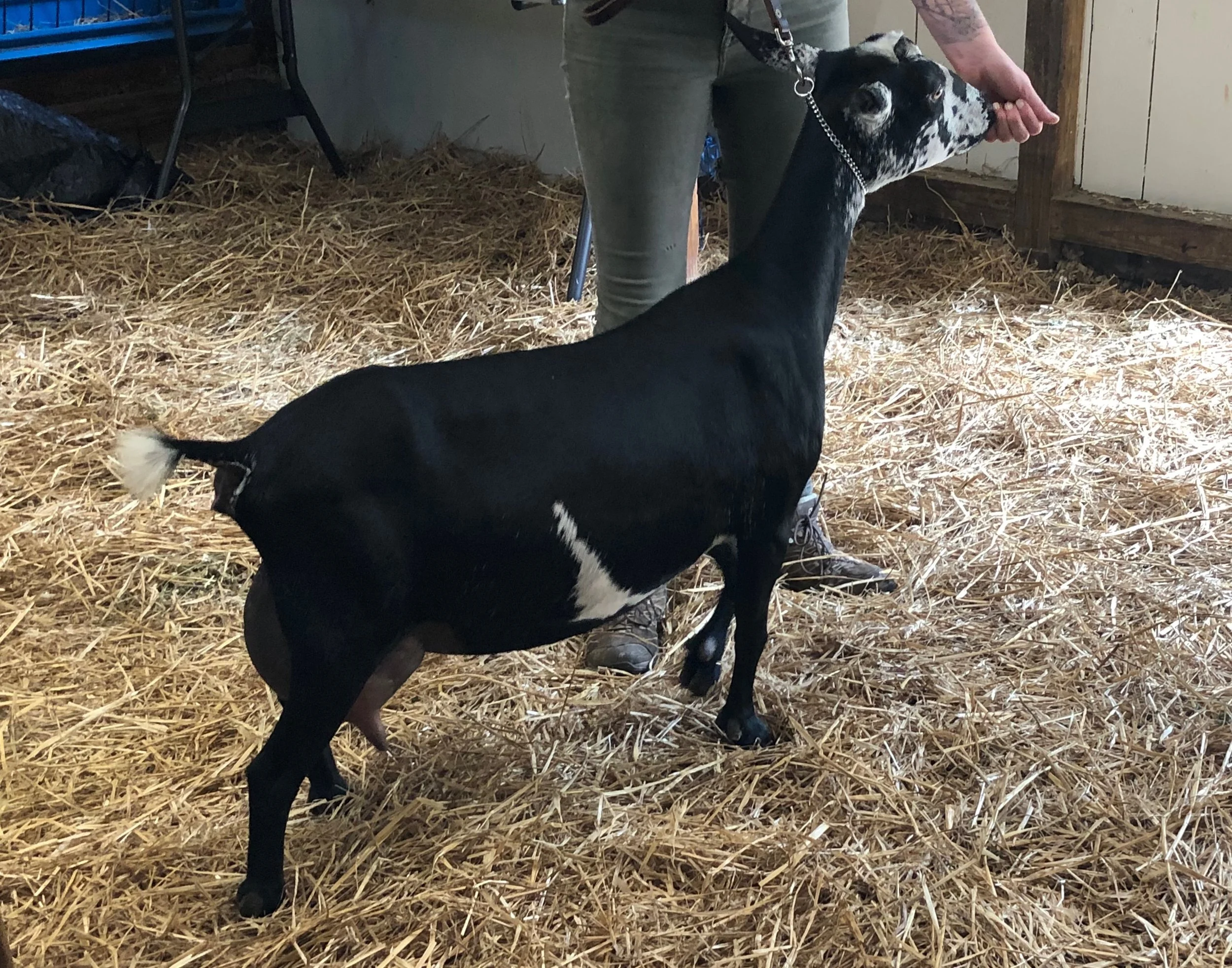 April 2019 AGS Classification