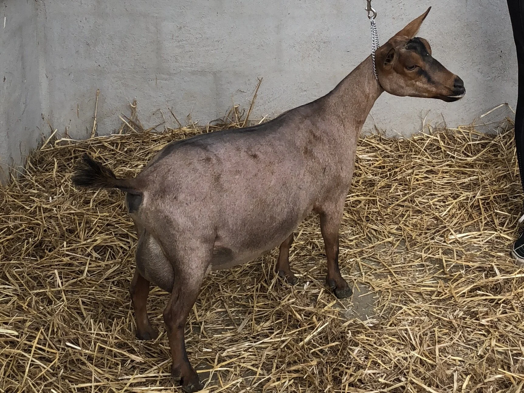 Honor 2nd Milk Test (10 hr fill) as FF