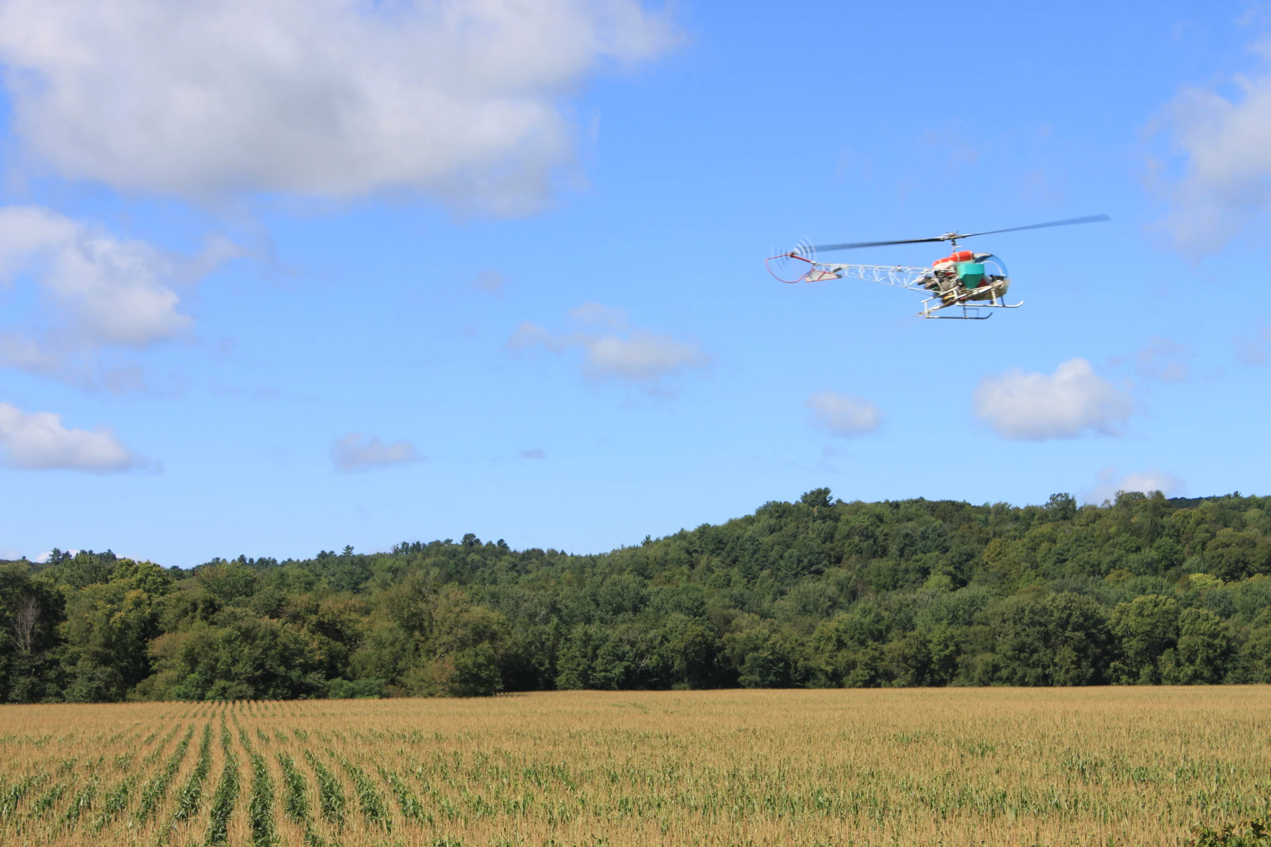 A helicopter spreads winter rye seed down over a corn field. When the corn is harvested, the rye will remain, enriching the soil and preventing erosion.&nbsp;