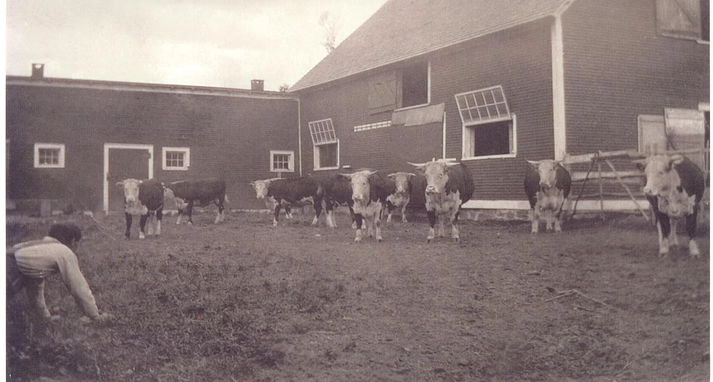 An old shot of the barnyard.