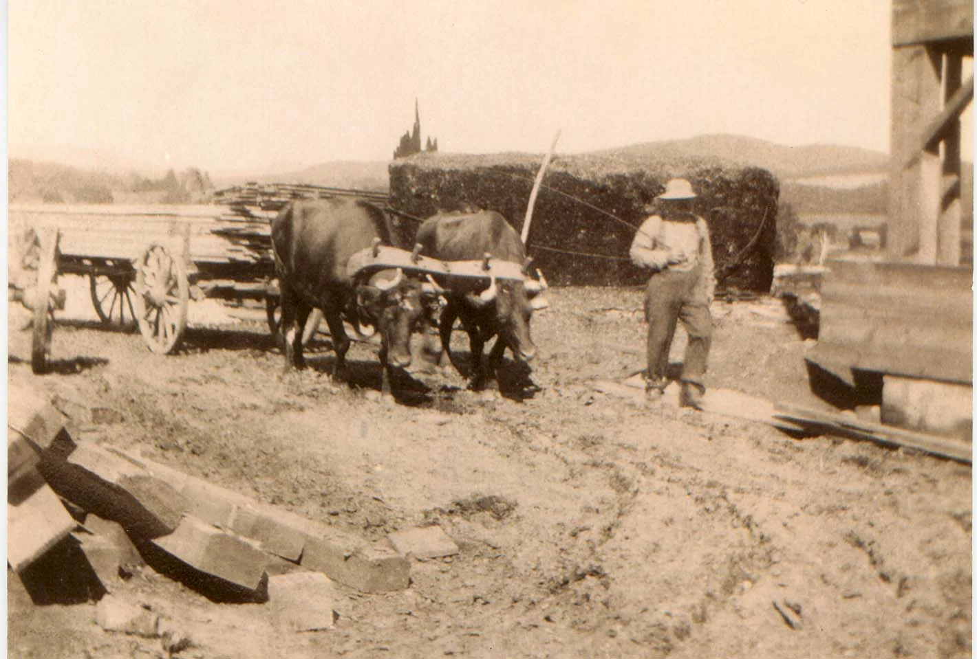 Before tractors, oxen supplied the strength for many farm tasks. Pictured: Leverette Conant